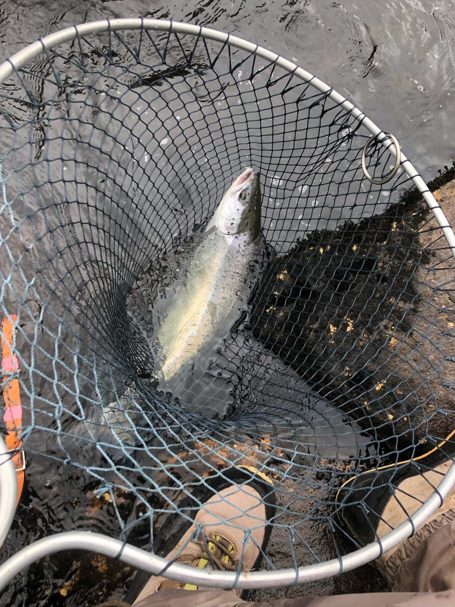 Jack Mannion 4lbs salmon landed in the Gauge pool on a posh tosh on 12.06.25