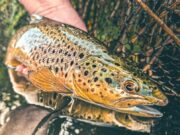 Keith McDonnell blog: River tactics for trout