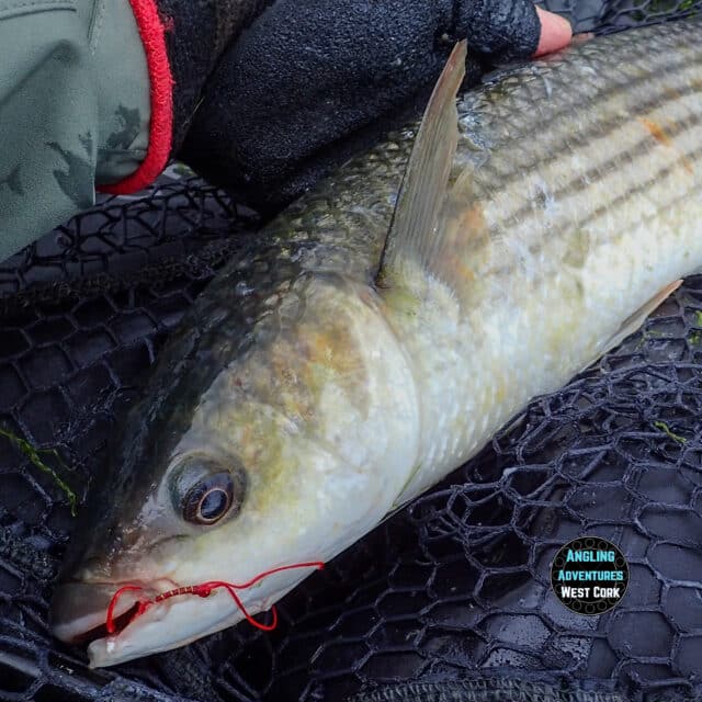 Another mullet falls for the Flexi Worm