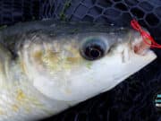 Thick lipped mullet, skinny water, fly rod – success Mullet on fly