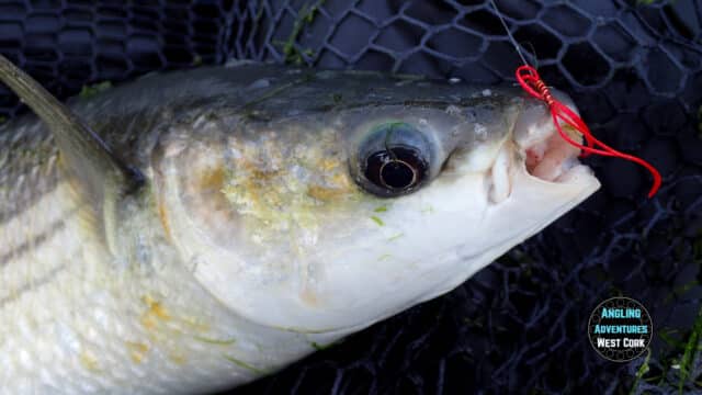 Mullet on fly