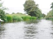 Luck of the Irish for Penn fisher Joe on the Maigue River Maigue with a welcome 'fresh'