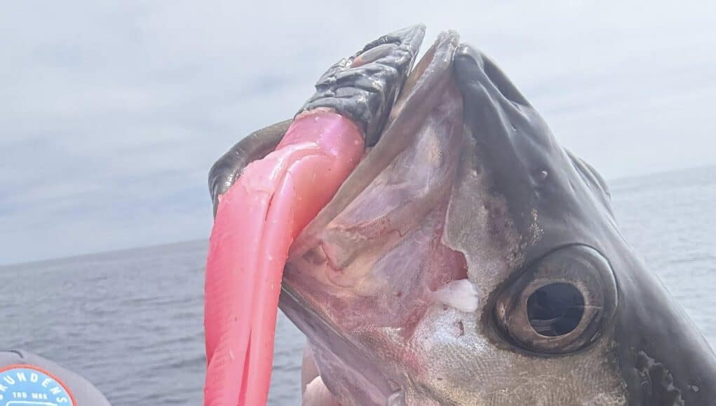 Smallish pollack had no hassle taking on the big lure
