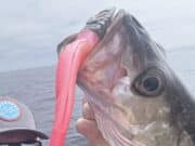 Ground not great but wrecks deliver for Jim out of Cork Harbour Smallish pollack had no hassle taking on the big lure