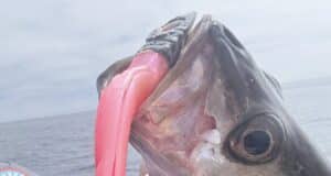 Ground not great but wrecks deliver for Jim out of Cork Harbour Smallish pollack had no hassle taking on the big lure
