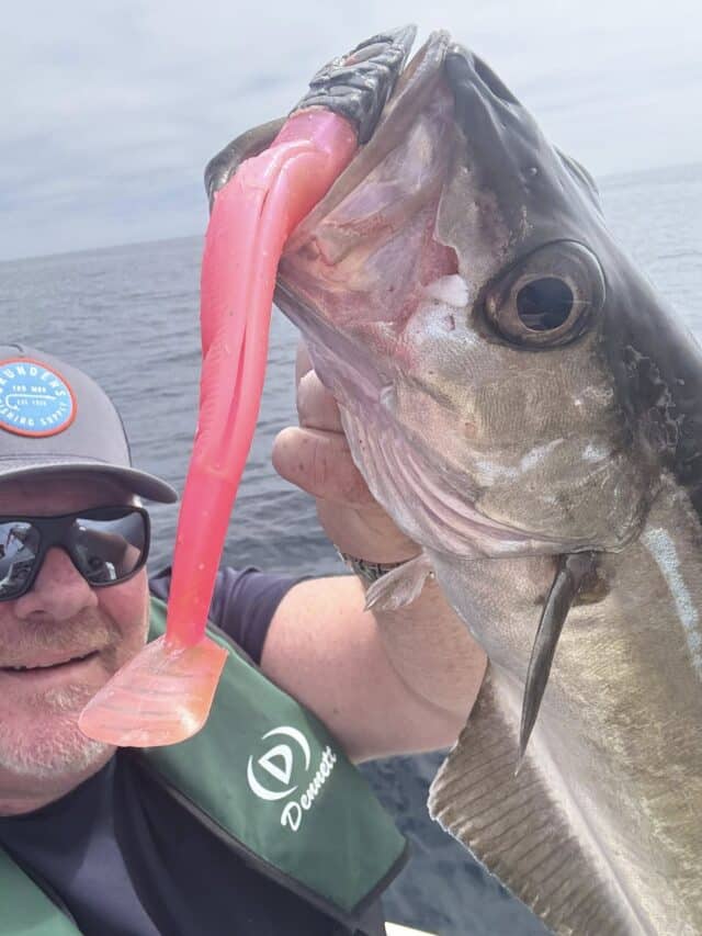 Smallish pollack had no hassle taking on the big lure