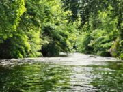 Nore fishing well, Gold for Irish team – Piscari-Fly Report