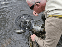 John Corcoran – releasing the first grilse of the season.