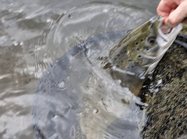 grilse