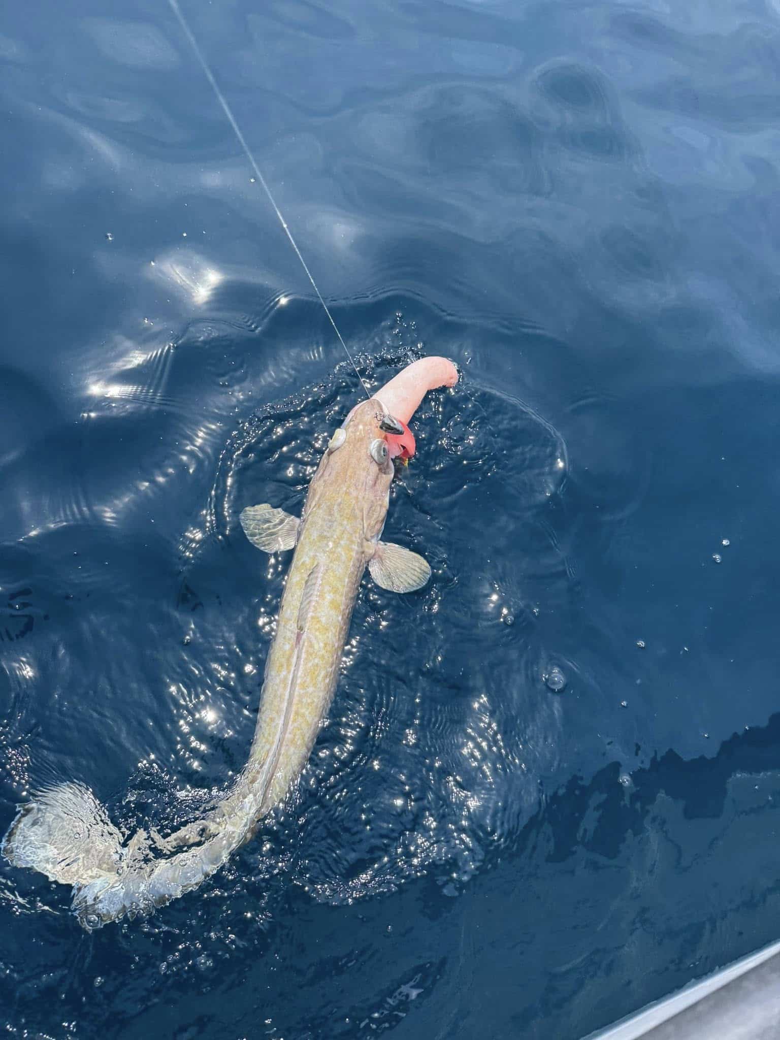 Ling on a lure... I often puncture the stomach and the fish do swim back strong. Do they survive?