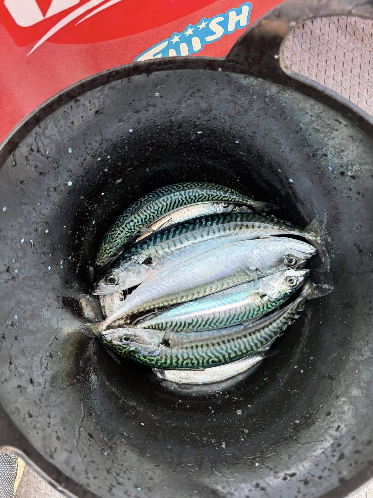 I worked hard for these few. You can see some of the little herring in there too. If I was stuck I'd have used these.