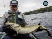 Big pollack in West Cork on Pencil Lures pollack
