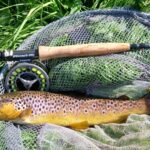 trout2