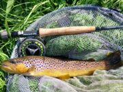Piscari-Fly Newsletter: River Nore Update, Father’s Day & Championships Galore