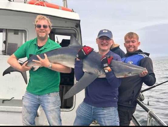 Blue shark