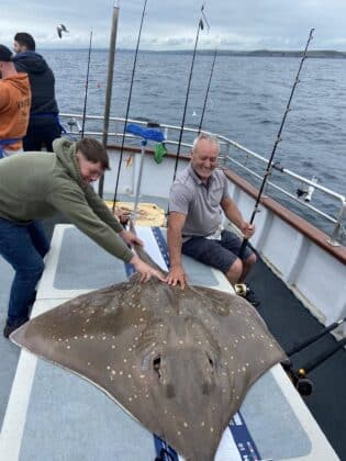 Specimen skate - one of 6