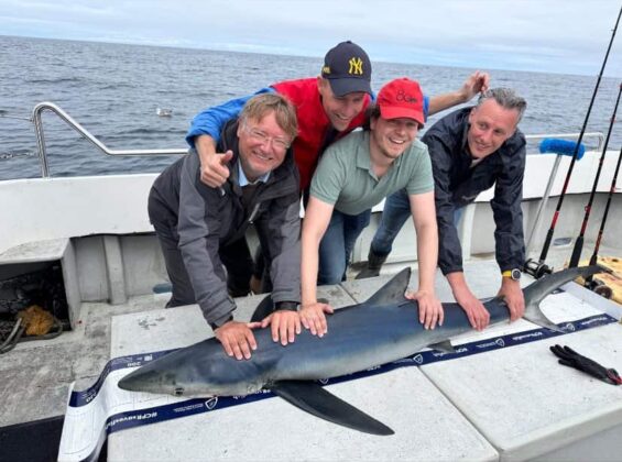 Blue shark