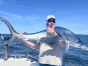 Blue and porbeagle shark in West Clare
