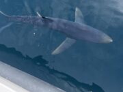 Sharks and sunshine on the Clare Dragoon