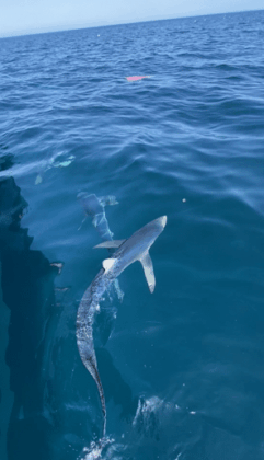sharks