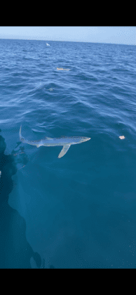 shark
