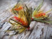Irish Angling Update π£ 11 July 2025