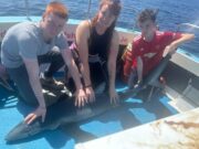 Exhausted anglers stop at shark number 23 as 10 circle the boat Sinead,sean,liam with a shark