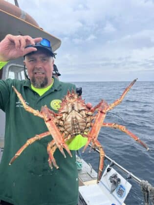 Spider crab