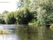 A good Deel of fishing for Brock with Celtic Angling Upstream of Altavilla Bridge