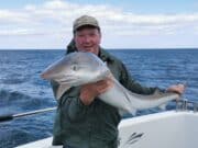 Specimen tope and more for Wicklow Charter Boat anglers Welsh angler with a fine Tope
