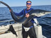 Thirty sharks including 4 specimens on one trip blue shark