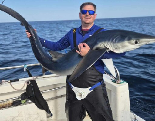 blue shark