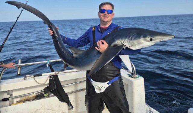 blue shark blue shark