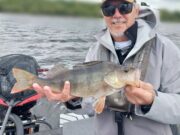 Irish Angling Update π£ 04 July 2025 Big Irish perch caught with Bodo Funke of Angling Services Ireland