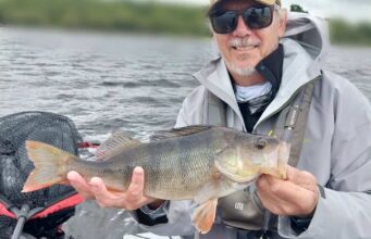 Big Irish perch caught with Bodo Funke of Angling Services Ireland