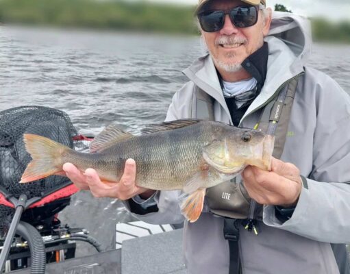 Irish Angling Update 🎣 04 July 2025 Big Irish perch caught with Bodo Funke of Angling Services Ireland