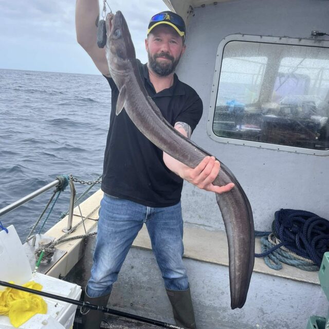 conger