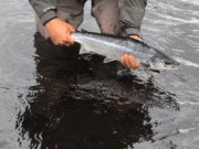 Conditions improved on Erriff, more salmon and sea trout caught erriff salmon