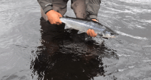 erriff salmon