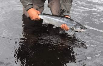 Conditions improved on Erriff, more salmon and sea trout caught erriff salmon