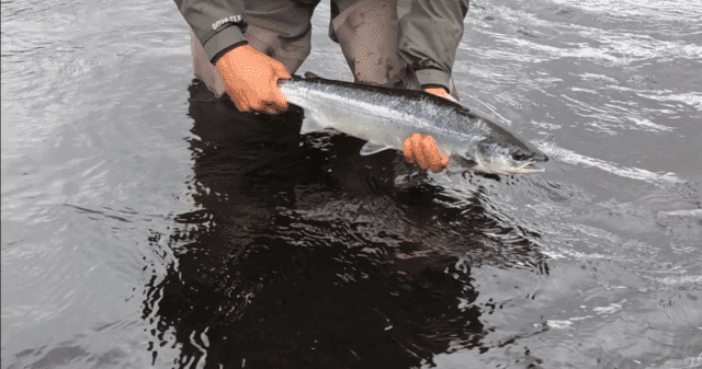 erriff salmon