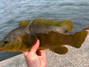 Pier fishing for wrasse with Senan Stanley