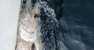 First Bluefin Tuna of the 2025 season tagged in Donegal Bay
