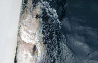First Bluefin Tuna of the 2025 season tagged in Donegal Bay