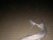 Smoothound beach action for Mariners crew in Donegal