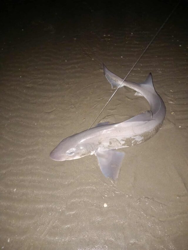 smoothound