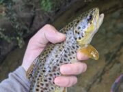 Trout fishing takes a break over hot weekend – PiscariFly Update
