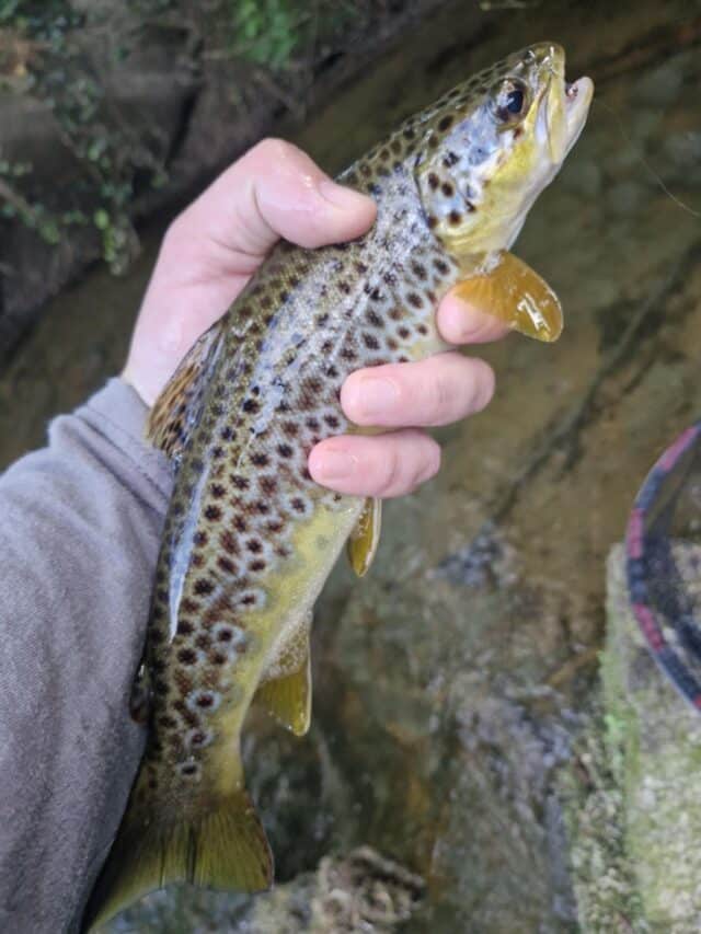 trout1