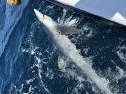 First shark trip of the year for Jim Clohessy