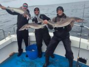 Spurs, shark and plenty more in Galway Bay